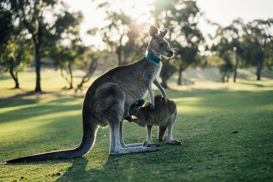 Vacances en famille en Australie 3 activités à apprécier avec des enfants